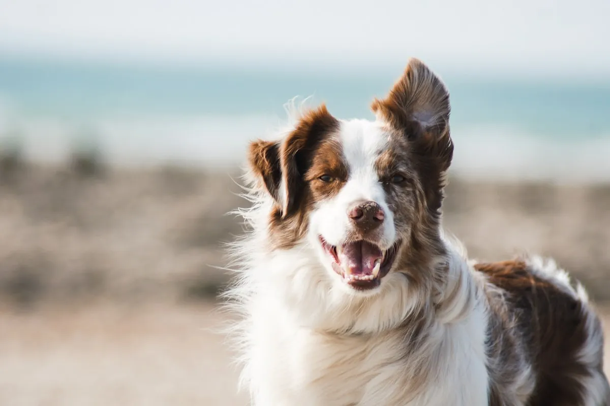 Professional dog walker with multiple dogs on leads in a London park setting.